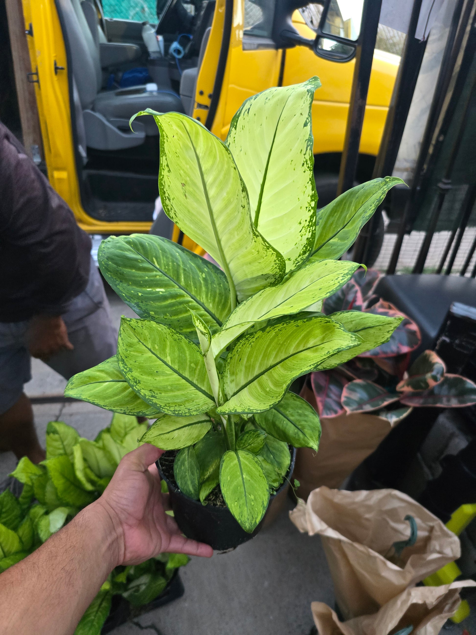 6 inch Pot- Big 1.5 ft tall Dieffenbachia 'Camouflage'  Indoor Plant easy care air Purifier- Get similar to picture! - 🪴 Voelk Art & Plants Inc 🪴