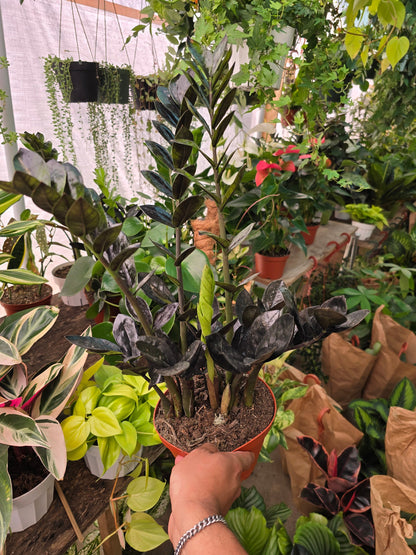 6 inch Pot - Black ZZ plant Indoor Plant- Get one like the picture - 🪴 Voelk Art & Plants Inc 🪴