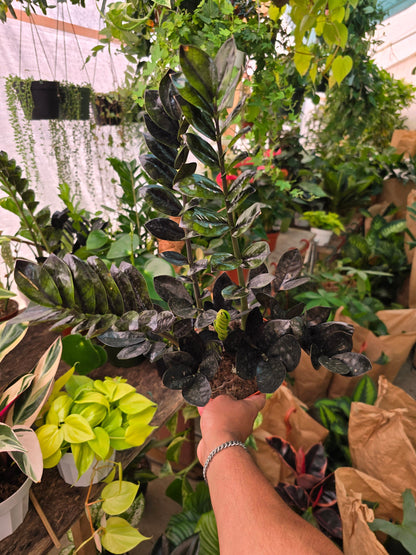 6 inch Pot - Black ZZ plant Indoor Plant- Get one like the picture - 🪴 Voelk Art & Plants Inc 🪴