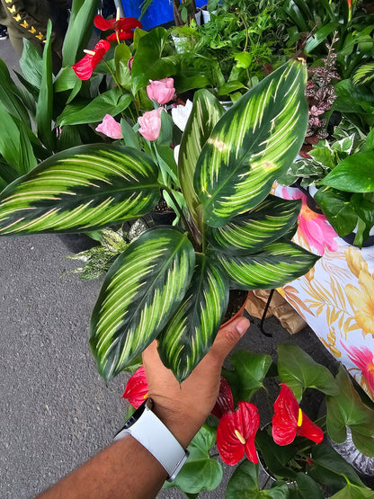 6 inch Pot - Calathea Beauty Star Air Purifier Beautiful green plant - get similar to picture - 🪴 Voelk Art & Plants Inc 🪴