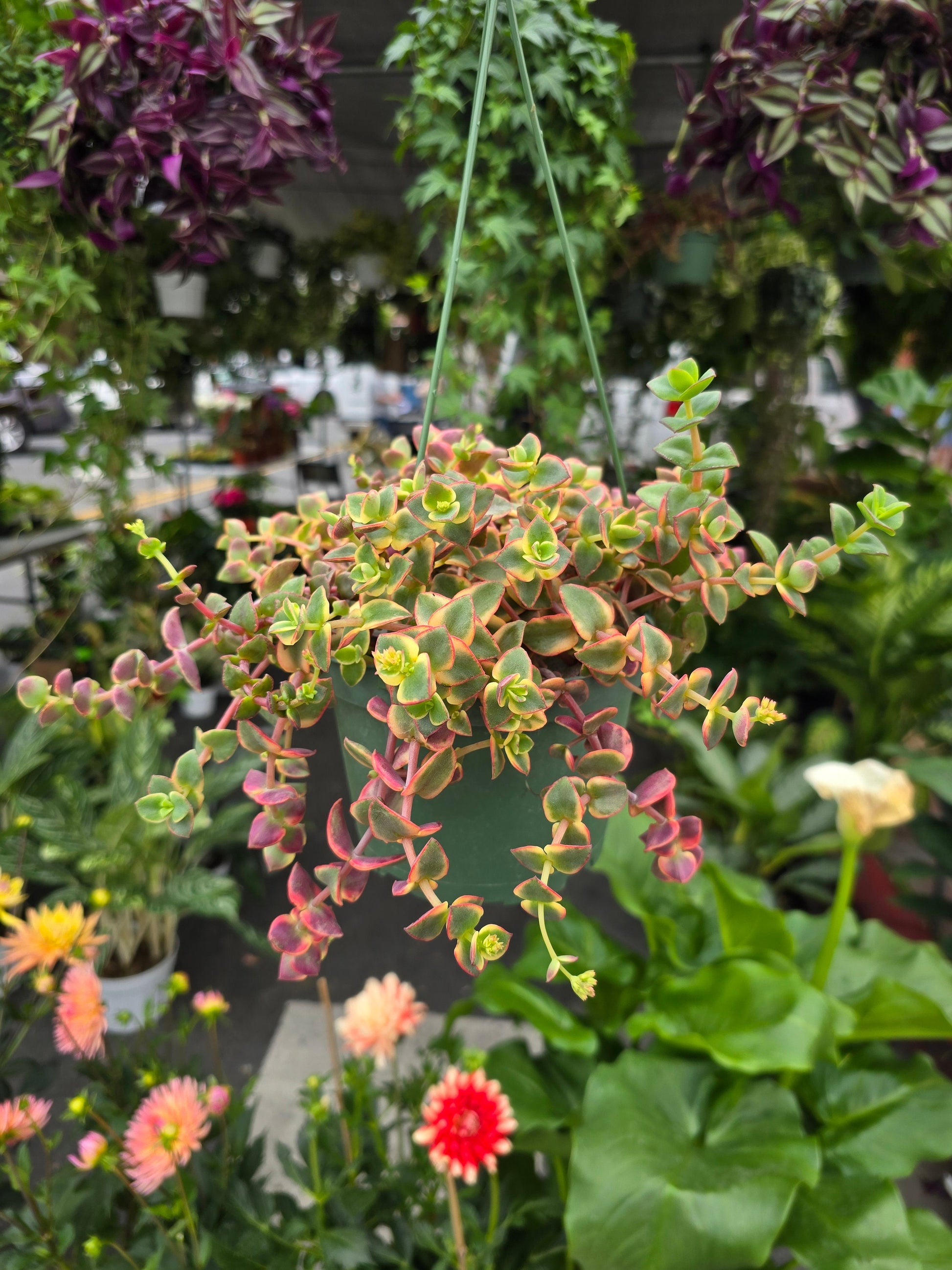 crassula hanging plant 6 inch Pot-Calico Kitten Hanging Succulent, Crassula Pellucida Variegata