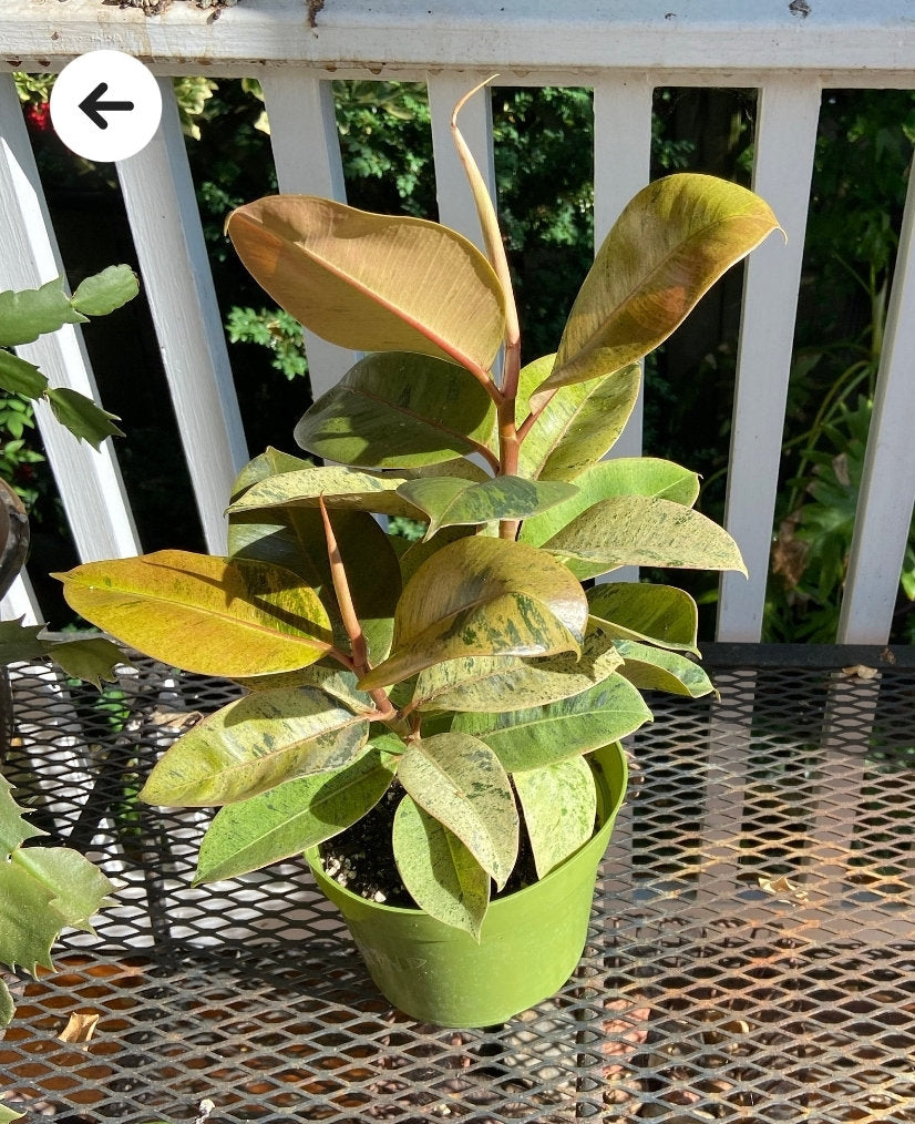 6 inch Pot - Ficus Moonshine Shivereana Live Big Plant - Get similar to the picture - 🪴 Voelk Art & Plants Inc 🪴