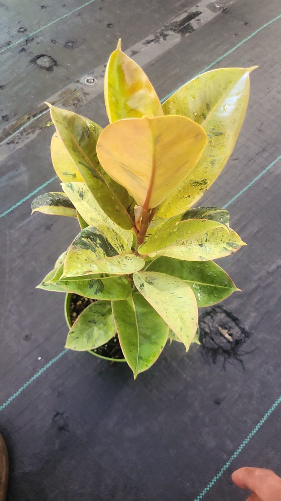 6 inch Pot - Ficus Moonshine Shivereana Live Big Plant - Get similar to the picture - 🪴 Voelk Art & Plants Inc 🪴
