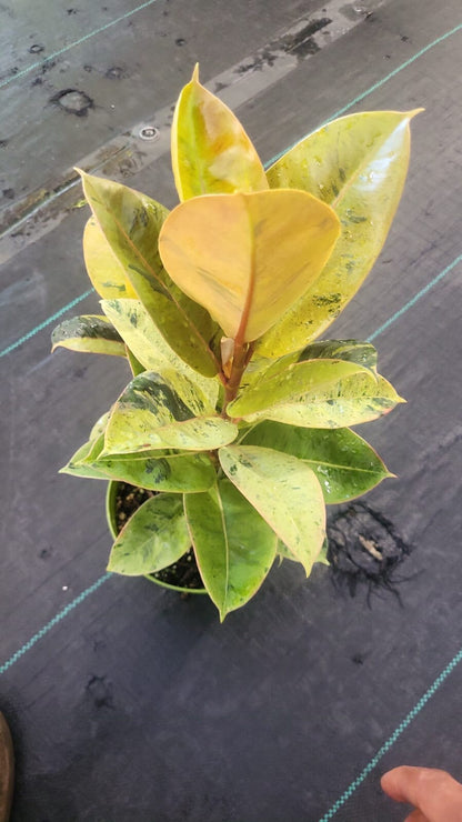 6 inch Pot - Ficus Moonshine Shivereana Live Big Plant - Get similar to the picture - 🪴 Voelk Art & Plants Inc 🪴