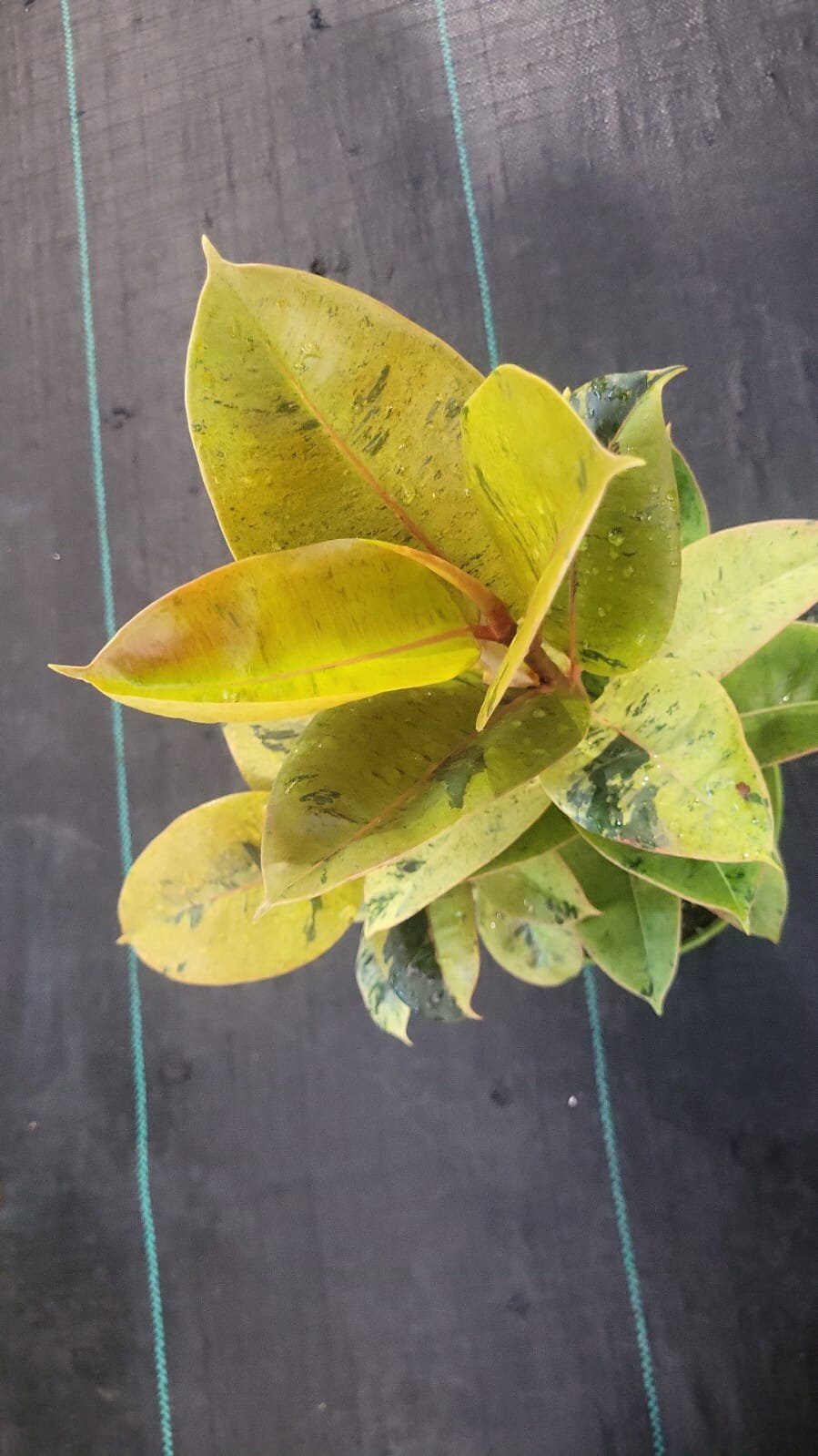 6 inch Pot - Ficus Moonshine Shivereana Live Big Plant - Get similar to the picture - 🪴 Voelk Art & Plants Inc 🪴