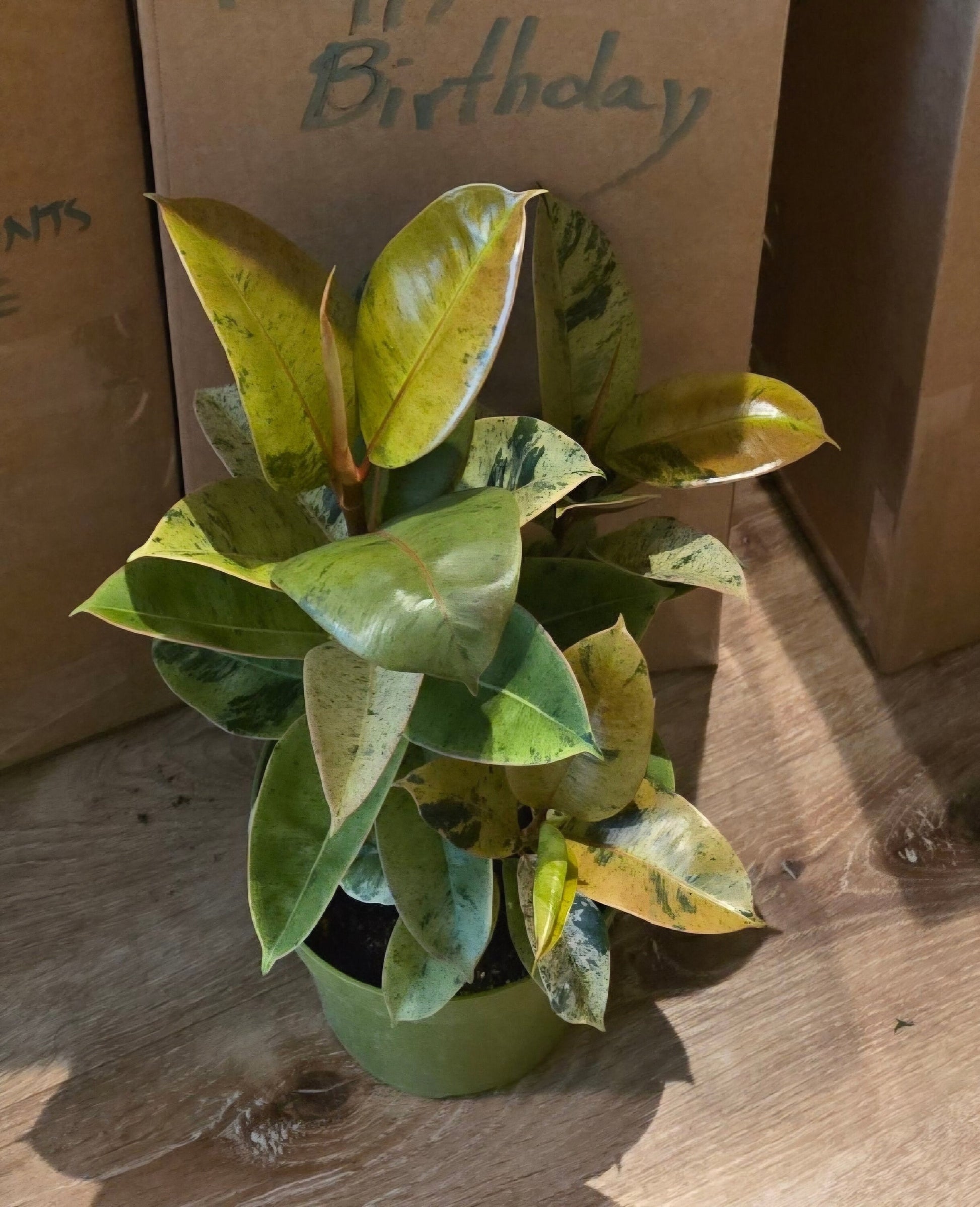 6 inch Pot - Ficus Moonshine Shivereana Live Big Plant - Get similar to the picture - 🪴 Voelk Art & Plants Inc 🪴