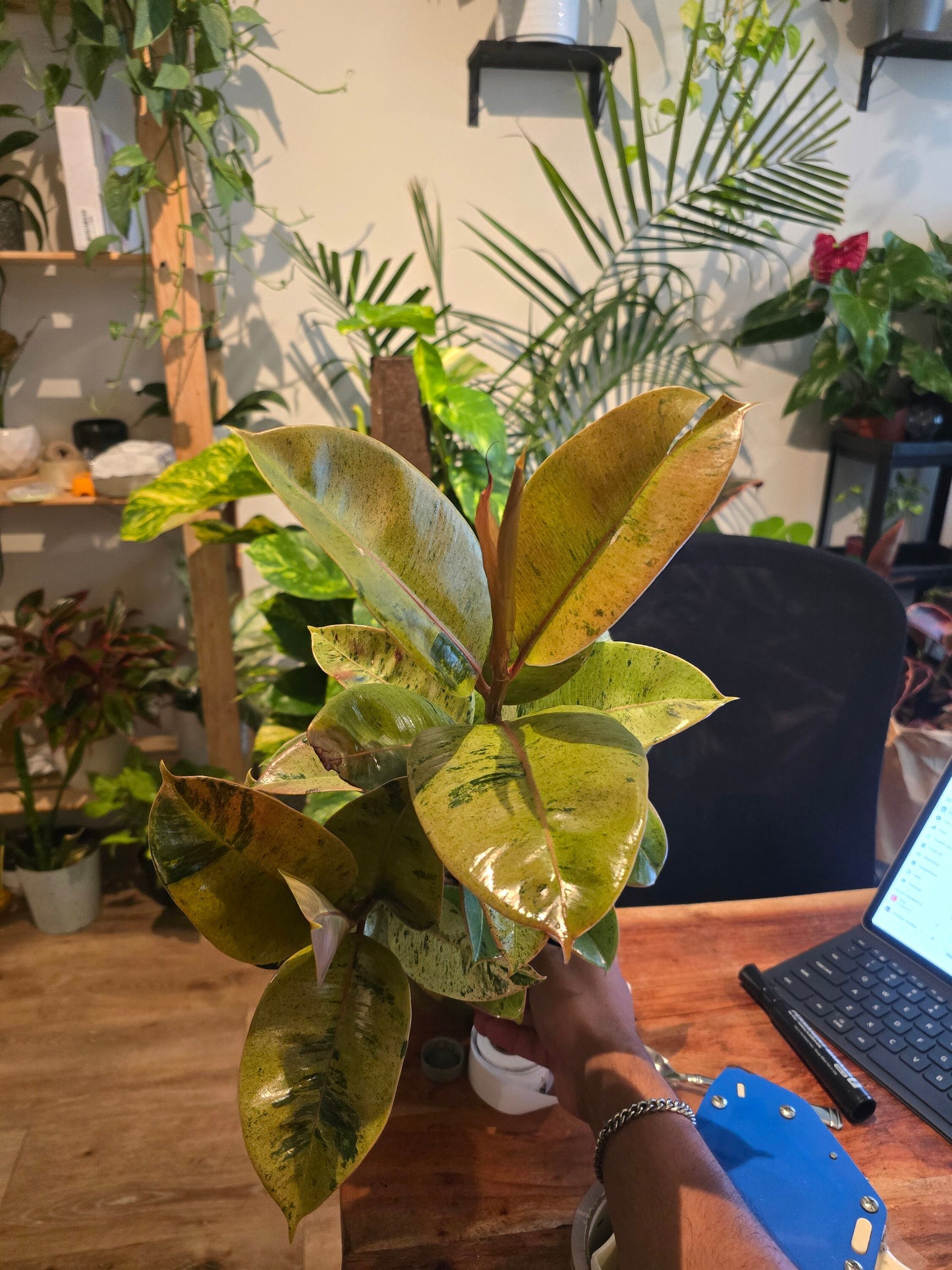 6 inch Pot - Ficus Moonshine Shivereana Live Big Plant - Get similar to the picture - 🪴 Voelk Art & Plants Inc 🪴