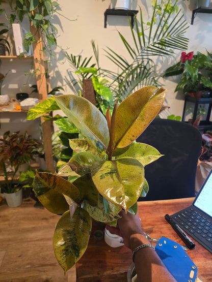 6 inch Pot - Ficus Moonshine Shivereana Live Big Plant - Get similar to the picture - 🪴 Voelk Art & Plants Inc 🪴