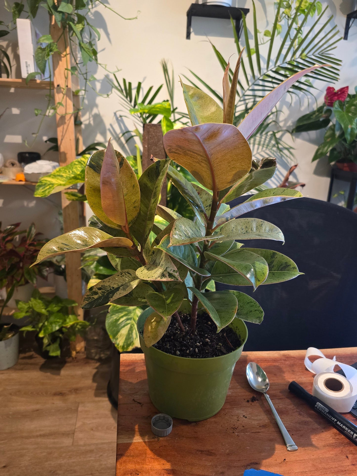 6 inch Pot - Ficus Moonshine Shivereana Live Big Plant - Get similar to the picture - 🪴 Voelk Art & Plants Inc 🪴