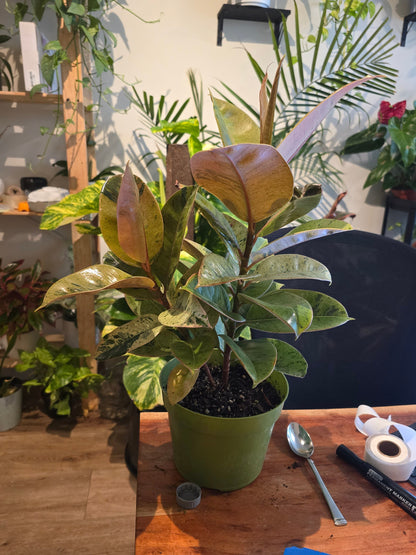 6 inch Pot - Ficus Moonshine Shivereana Live Big Plant - Get similar to the picture - 🪴 Voelk Art & Plants Inc 🪴