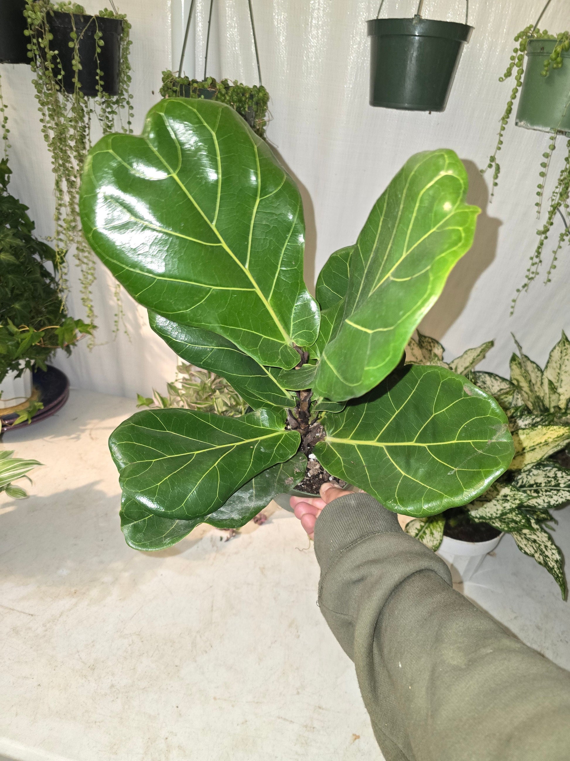 live fiddle leaf fig plant 6 inch Pot - Fiddle Leaf Fig Ficus Lyrata Live Houseplant - Get similar to the picture!