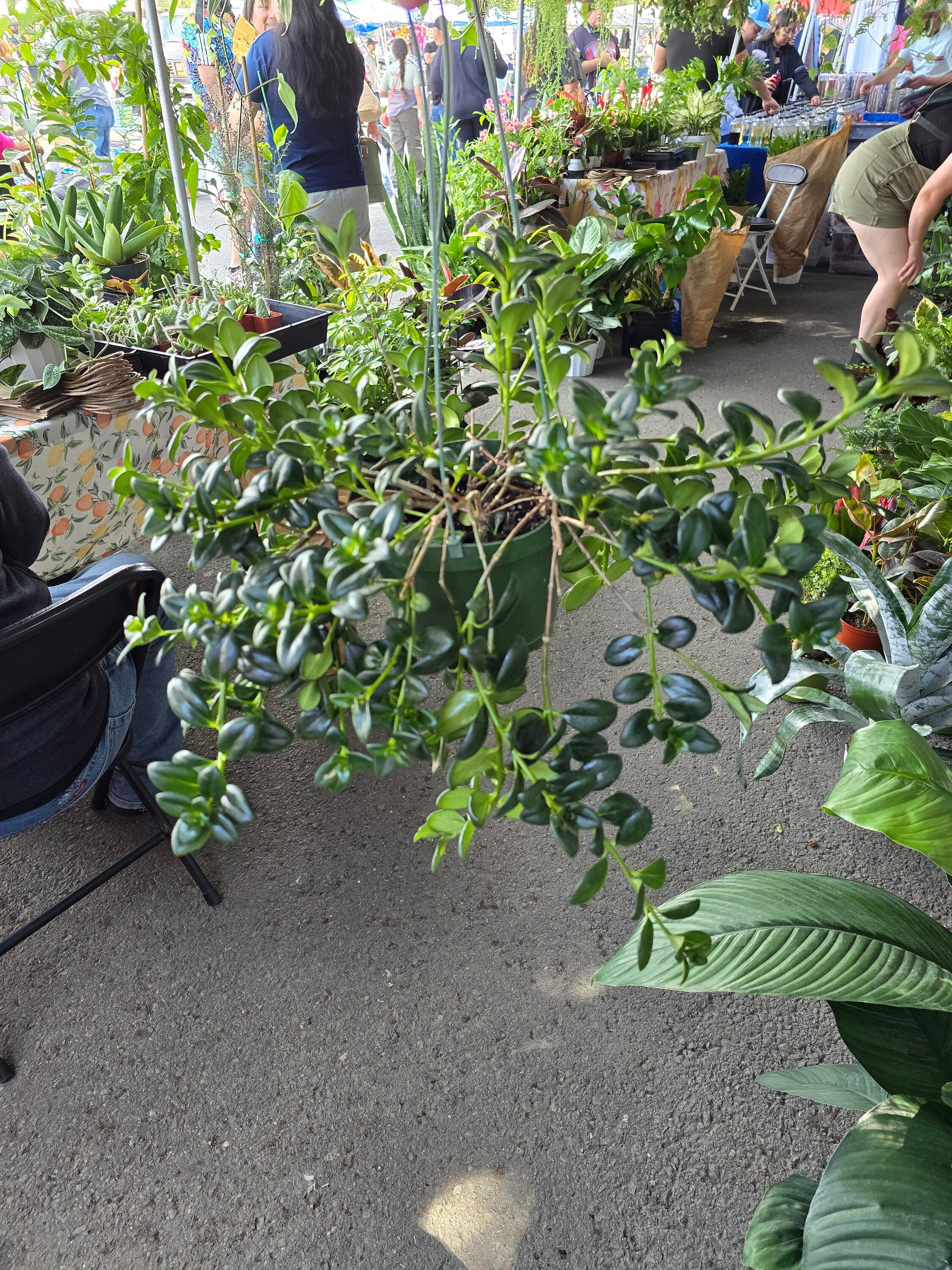 6 inch Pot - Goldfish Plant Green Bushy and big - Get similar to the picture! - 🪴 Voelk Art & Plants Inc 🪴