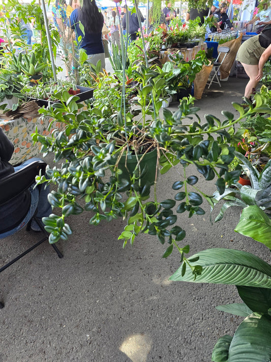 6 inch Pot - Goldfish Plant Green Bushy and big - Get similar to the picture! - 🪴 Voelk Art & Plants Inc 🪴