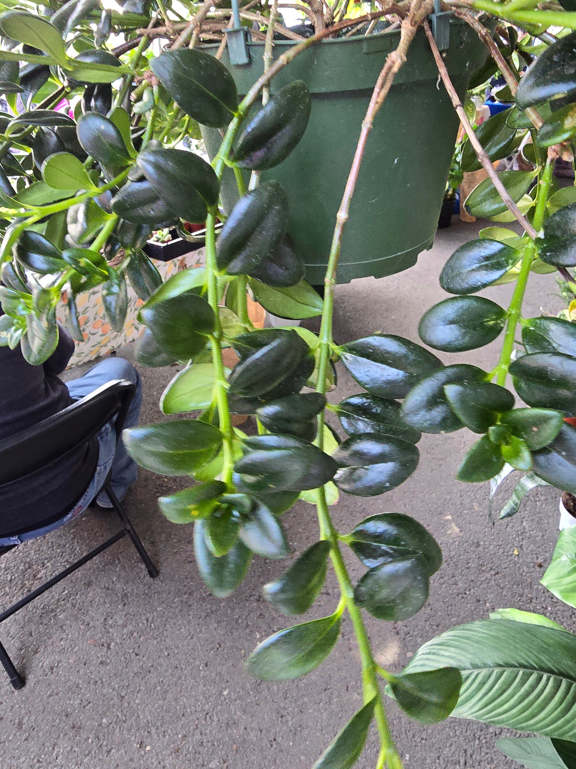 6 inch Pot - Goldfish Plant Green Bushy and big - Get similar to the picture! - 🪴 Voelk Art & Plants Inc 🪴
