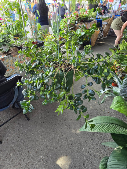 6 inch Pot - Goldfish Plant Green Bushy and big - Get similar to the picture! - 🪴 Voelk Art & Plants Inc 🪴