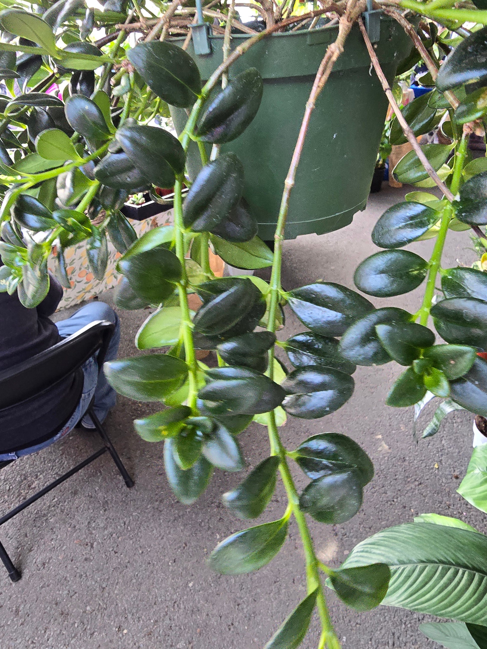 6 inch Pot - Goldfish Plant Green Bushy and big - Get similar to the picture! - 🪴 Voelk Art & Plants Inc 🪴