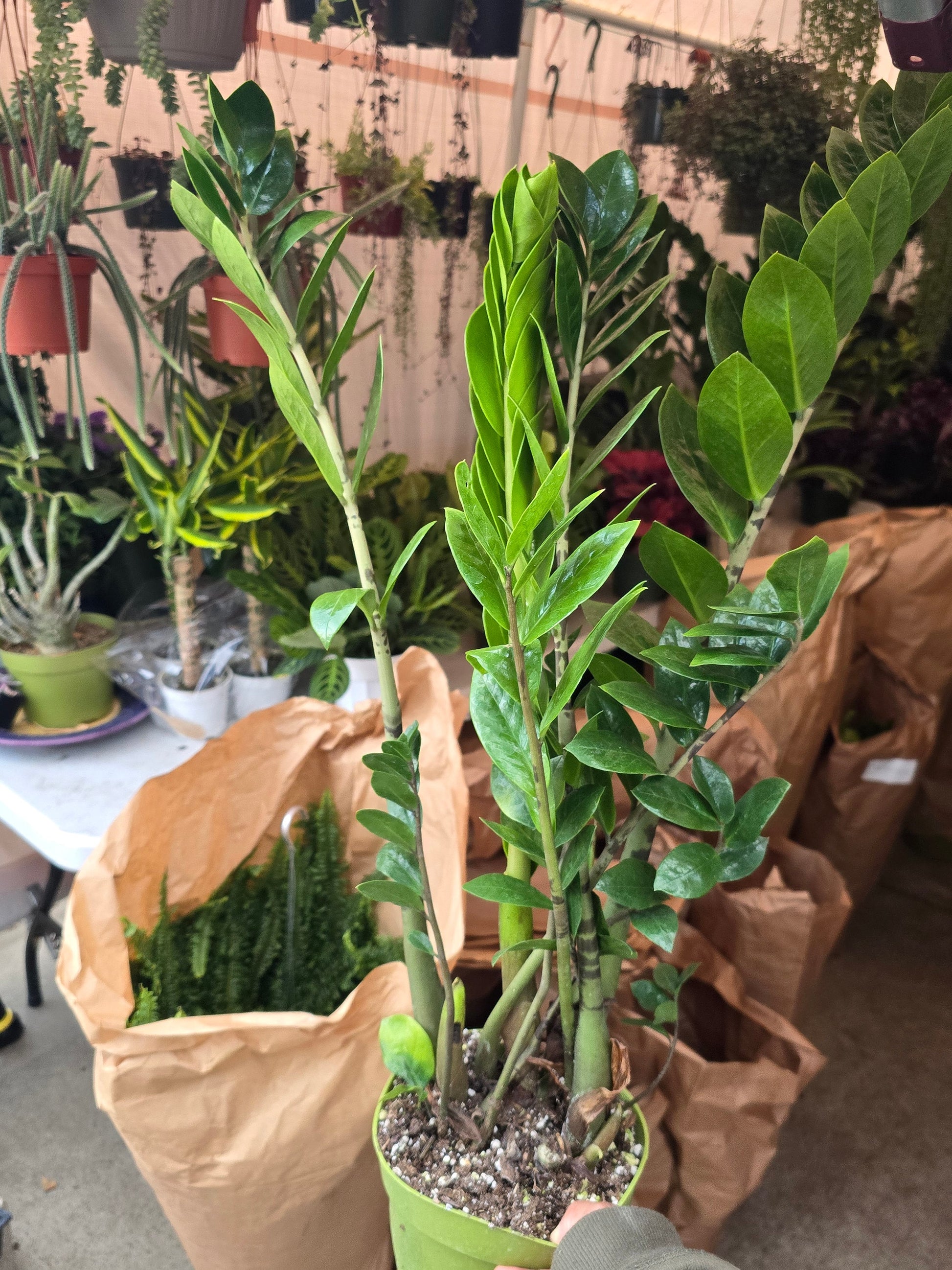 6 inch Pot - Green ZZ plant Indoor Plant Air Purifier- Get Similar - 🪴 Voelk Art & Plants Inc 🪴