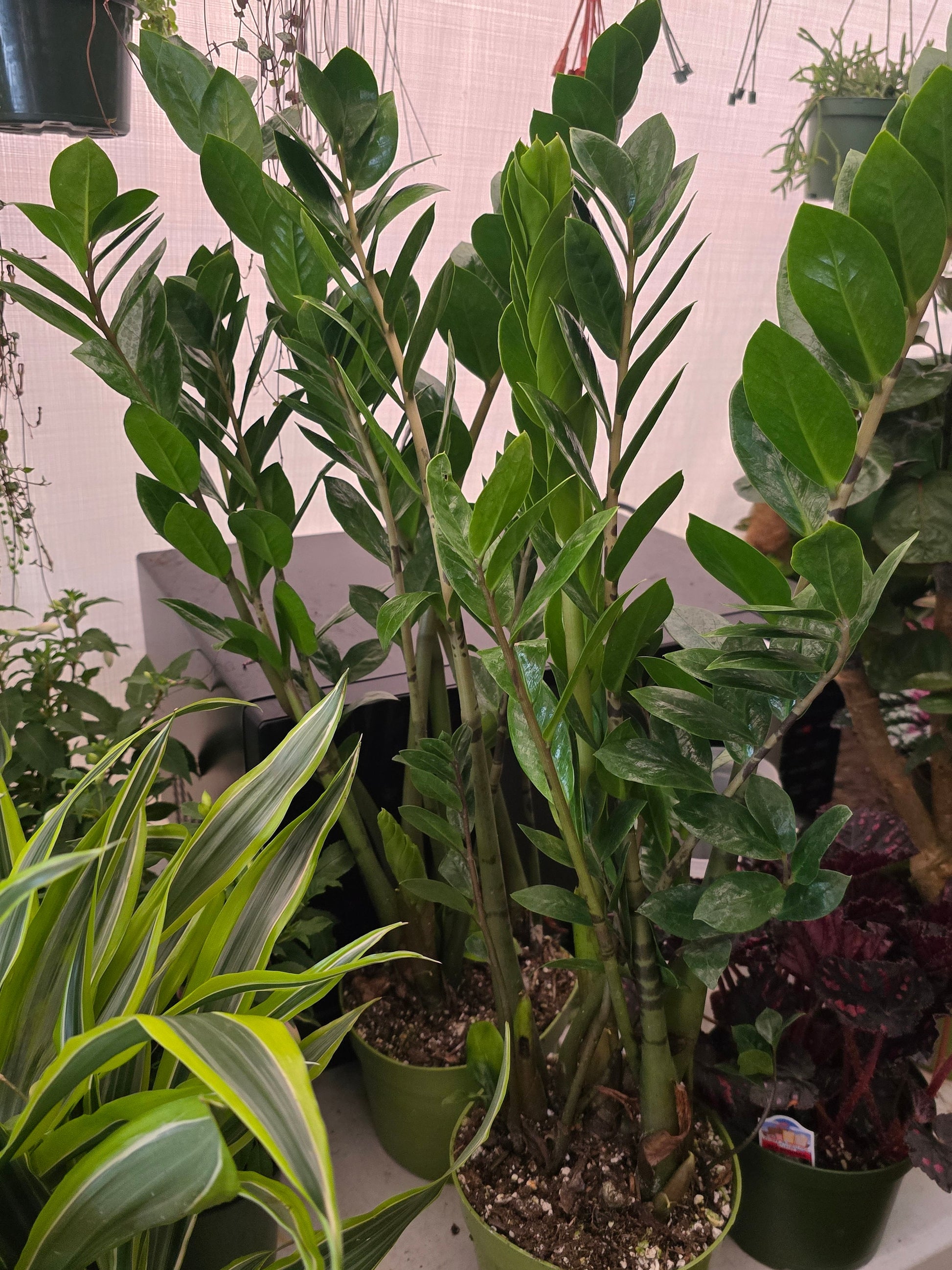 6 inch Pot - Green ZZ plant Indoor Plant Air Purifier- Get Similar - 🪴 Voelk Art & Plants Inc 🪴