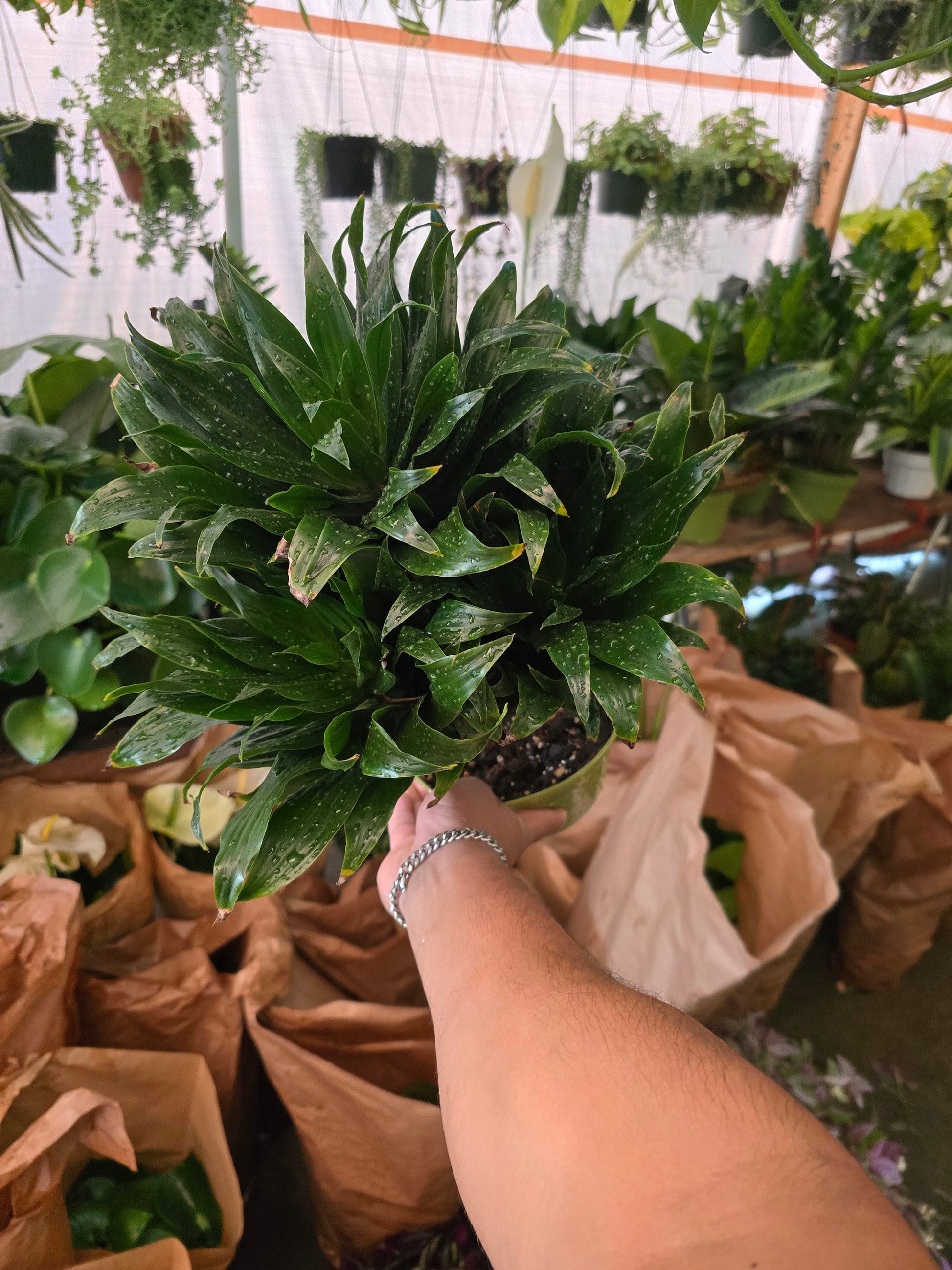 dracaena fragrans dragon 6 inch Pot - Janet Craig Dragon Tree