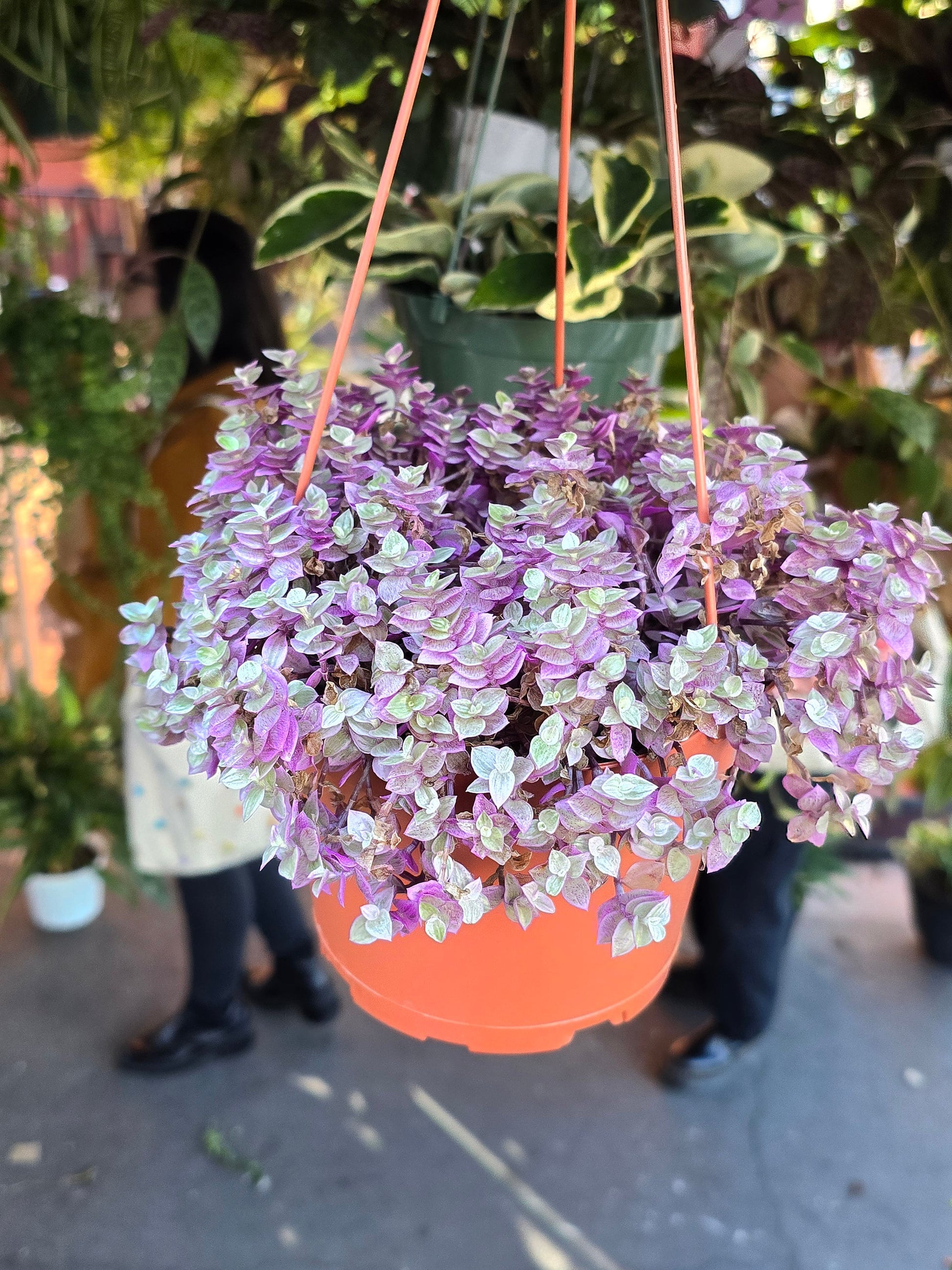 purple vine succulent voelk-art-plants-house-plants-default-title-6-inch-pot-live-succulent -callisia-repens-pink-lady-turtle-vine-succulents -plants-live-fully-rooted-house-plant-