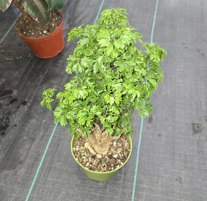 6 inch pot Ming Aralia - 8'" tall Bonsai looking trunk - Bushy foliage good luck money plant- Get similar to the picture - 🪴 Voelk Art & Plants Inc 🪴