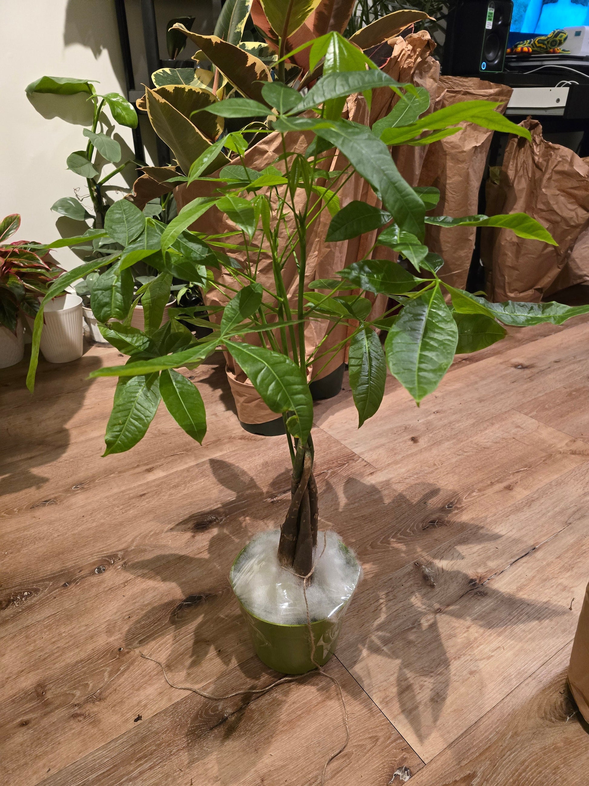 money tree in low light 6 inch pot- Money Tree, low light, low water easy to care