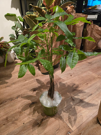 6 inch pot- Money Tree, low light, low water easy to care - Get similar to the picture - 🪴 Voelk Art & Plants Inc 🪴