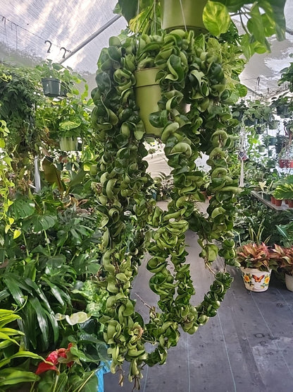 6 inch pot Mother Plant- Hoya Compacta aka Hoya Hindu Rope in Hanging Pot Live Hoya Plant Air-Purifying Plant Compacta - Get one from the picture! 5 available - 🪴 Voelk Art & Plants Inc 🪴
