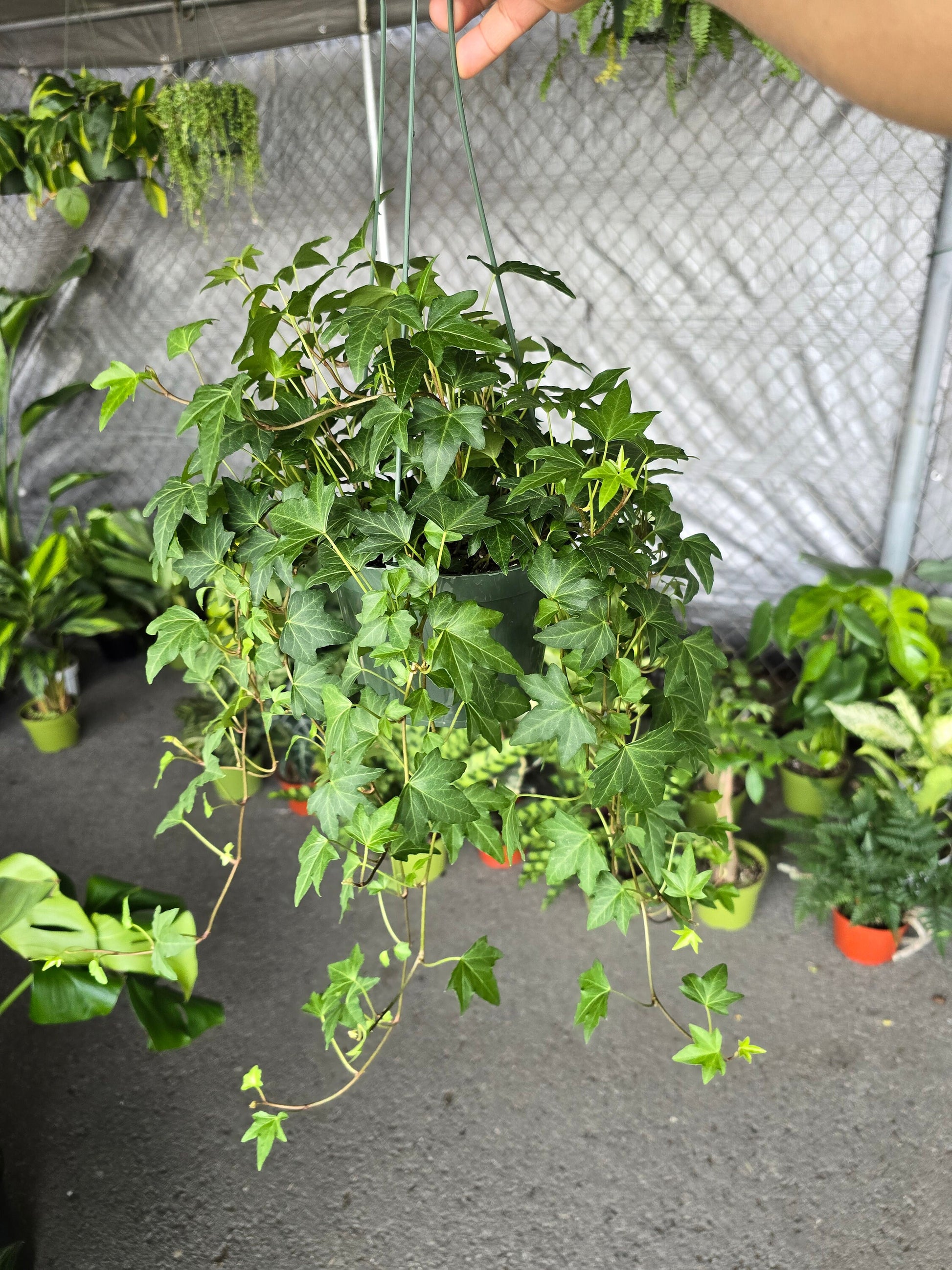 6 inch Pot - Needlepoint Ivy Elegant Trailing Vine Live Plant - Get similar to the picture - 🪴 Voelk Art & Plants Inc 🪴