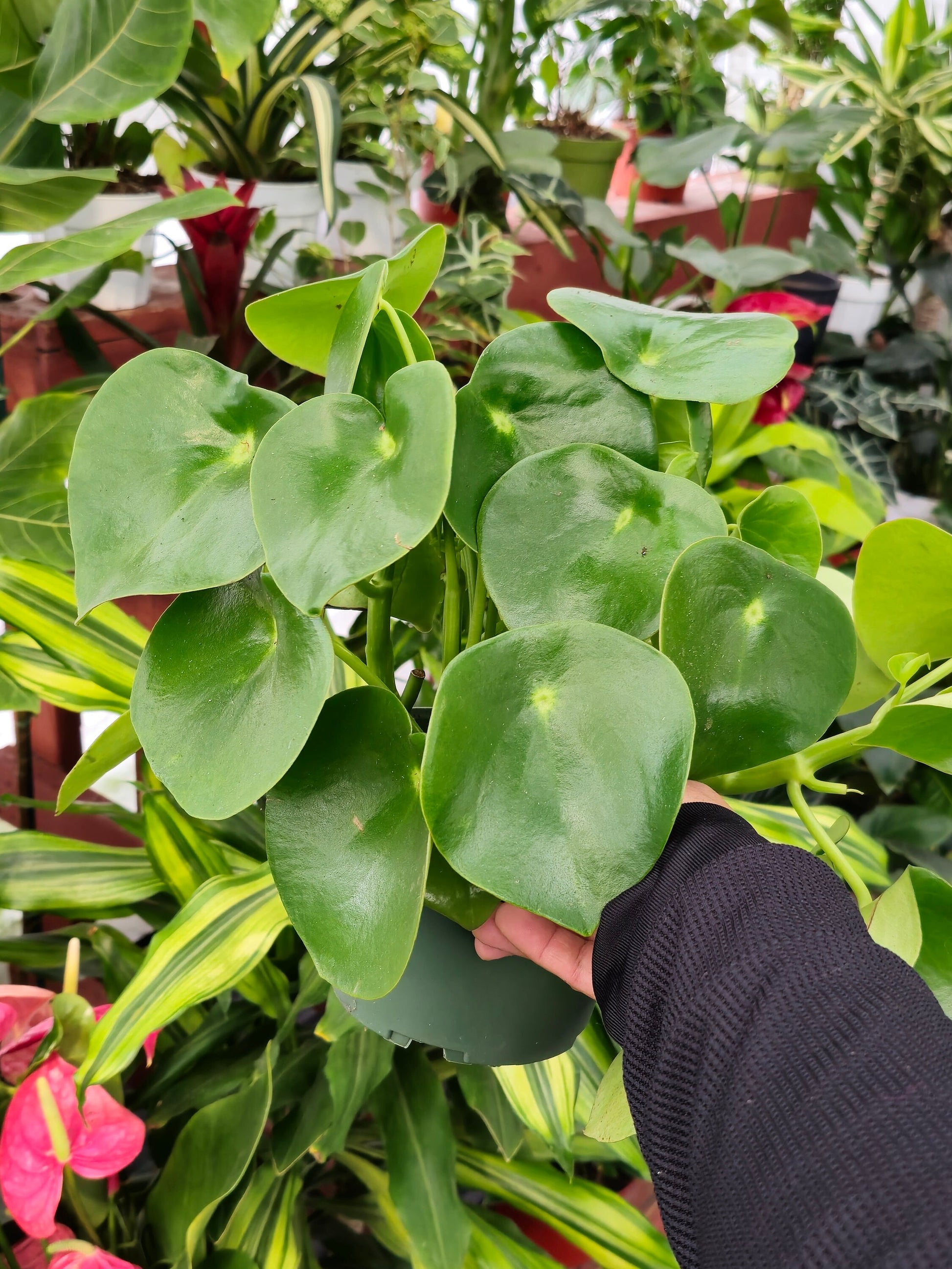 raindrop money plant 6 inch Pot - Peperomia Raindrop - Rain Drop Chinese Money Plant for good luck - Get one similar as picture