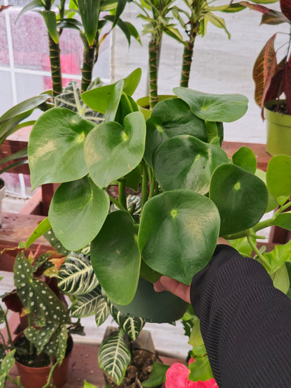 is rain water good for money plant 6 inch Pot - Peperomia Raindrop - Rain Drop Chinese Money Plant for good luck - Get one similar as picture