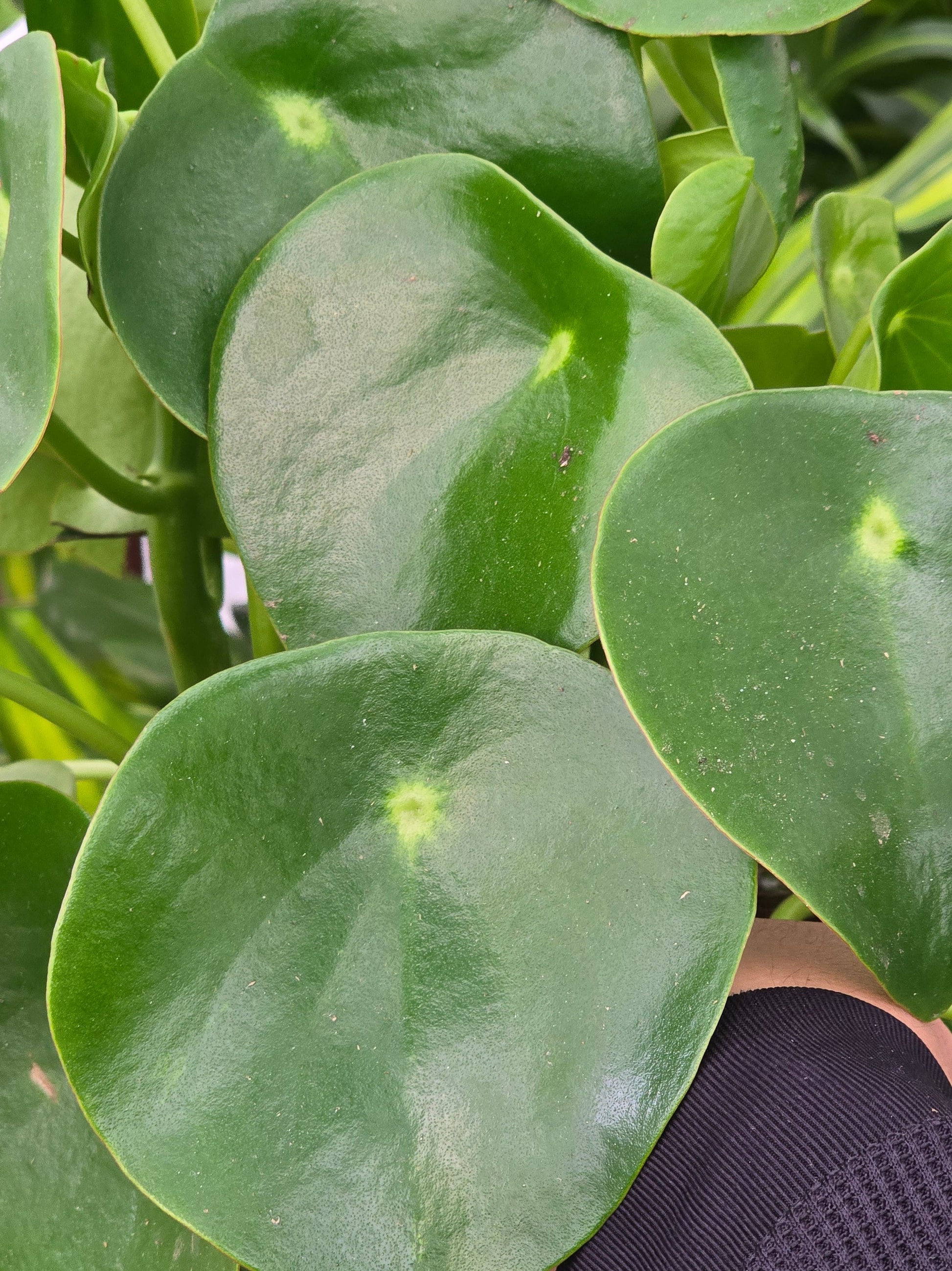 6 inch Pot - Peperomia Raindrop - Rain Drop Chinese Money Plant for good luck - Get one similar as picture - Live Plants online - 🪴 Voelk Art & Plants Inc 🪴