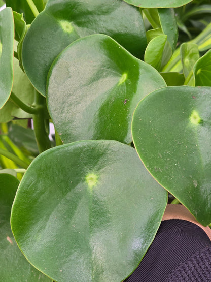 6 inch Pot - Peperomia Raindrop - Rain Drop Chinese Money Plant for good luck - Get one similar as picture - Live Plants online - 🪴 Voelk Art & Plants Inc 🪴