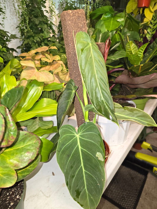 6 inch Pot - Philadendron  Melanocrysum Rare Tropical plant with a pole - Live Plant - Get similar as picture - 🪴 Voelk Art & Plants Inc 🪴