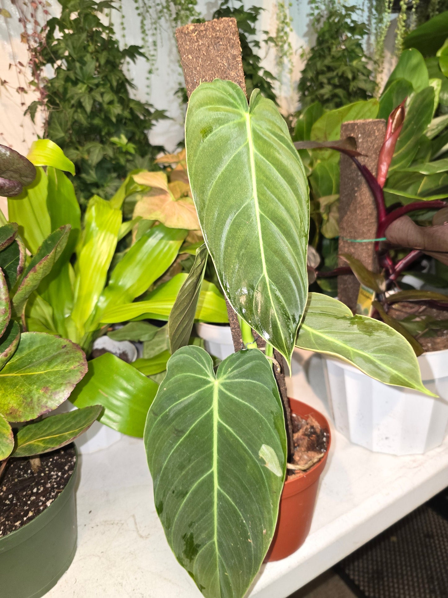 6 inch Pot - Philadendron  Melanocrysum Rare Tropical plant with a pole - Live Plant - Get similar as picture - 🪴 Voelk Art & Plants Inc 🪴
