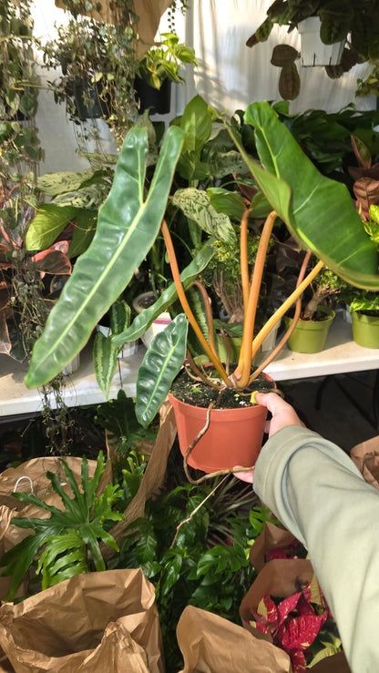 6 Inch Pot - Philodendron Billietia Rare Plant- Get Similar - 🪴 Voelk Art & Plants Inc 🪴