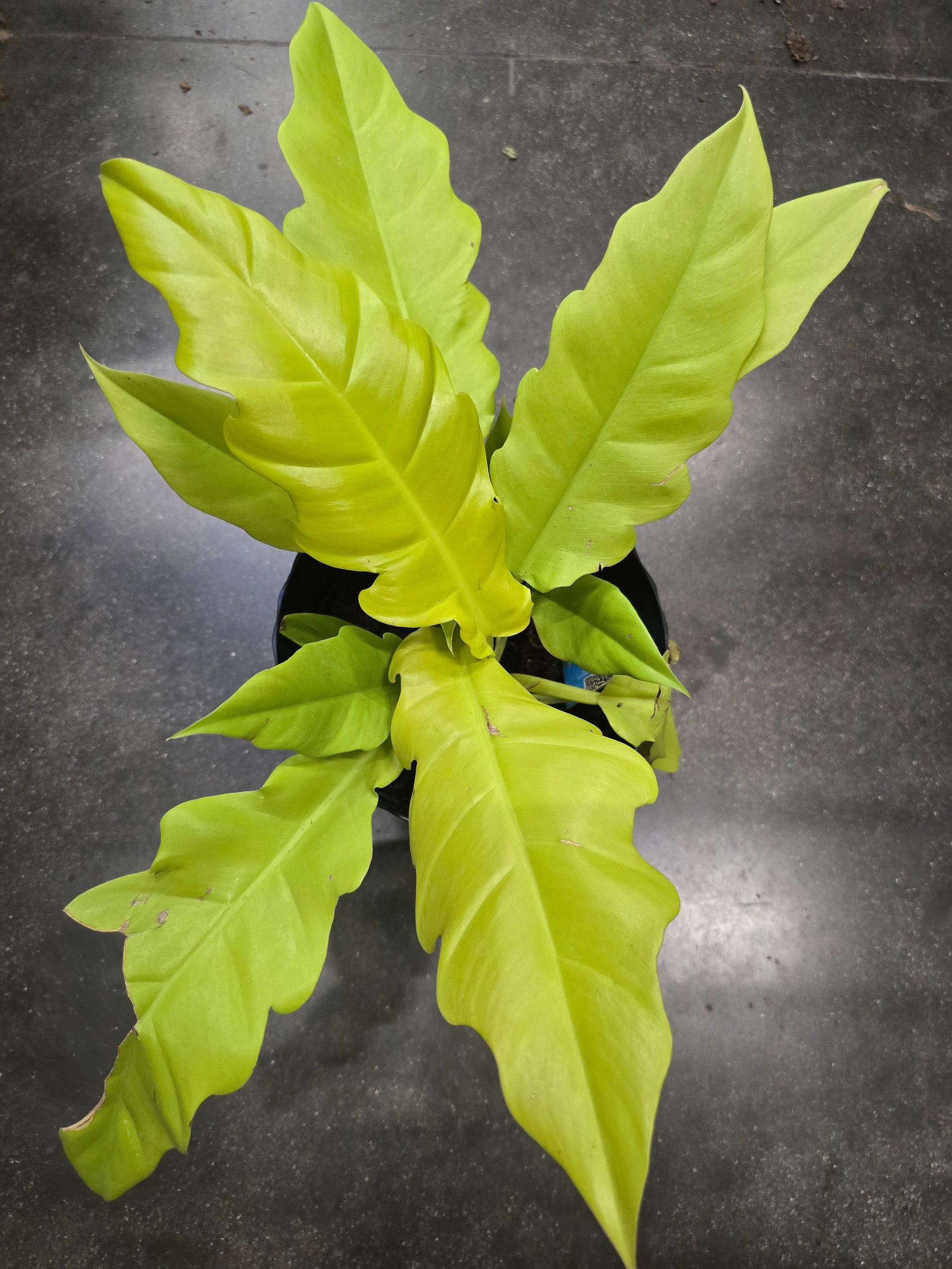 6 inch Pot- Philodendron  'Golden Crocodile' Beautiful Plant indoor outdoor- Get Similar - 🪴 Voelk Art & Plants Inc 🪴