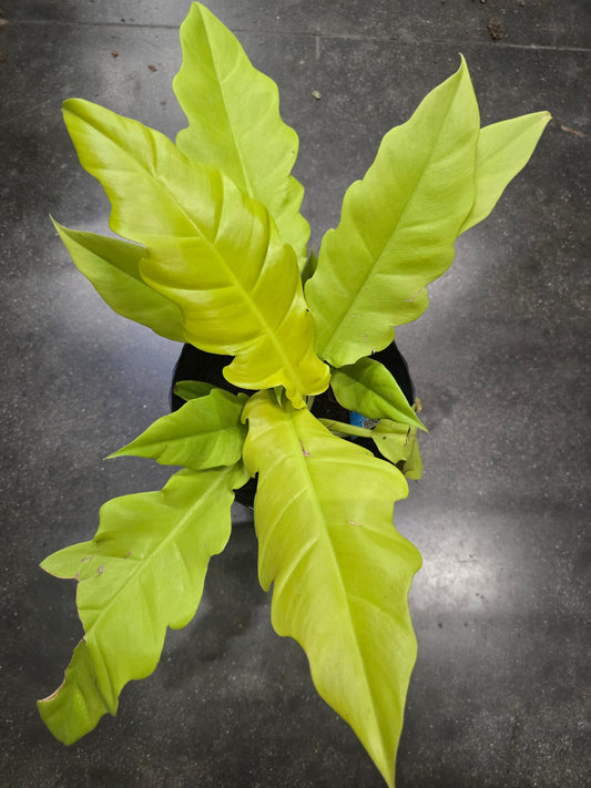 6 inch Pot- Philodendron  'Golden Crocodile' Beautiful Plant indoor outdoor- Get Similar - 🪴 Voelk Art & Plants Inc 🪴