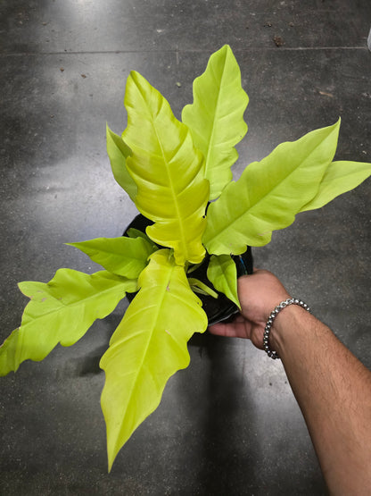 6 inch Pot- Philodendron  'Golden Crocodile' Beautiful Plant indoor outdoor- Get Similar - 🪴 Voelk Art & Plants Inc 🪴