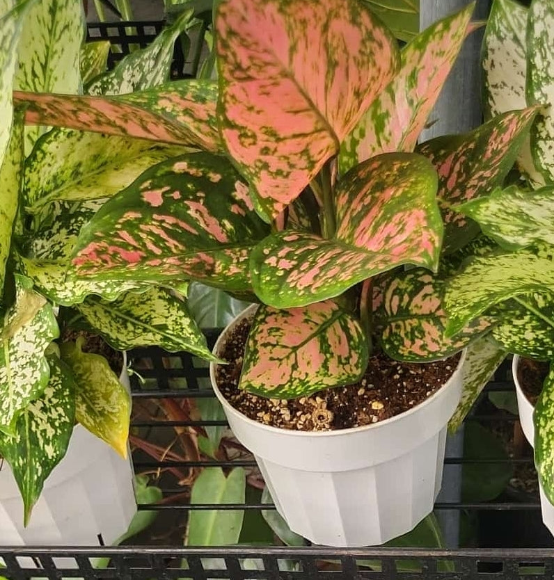 6 inch Pot - Pink Plant Live Aglaonema Indoor Air Purifier Easy Care- Get similar - 🪴 Voelk Art & Plants Inc 🪴