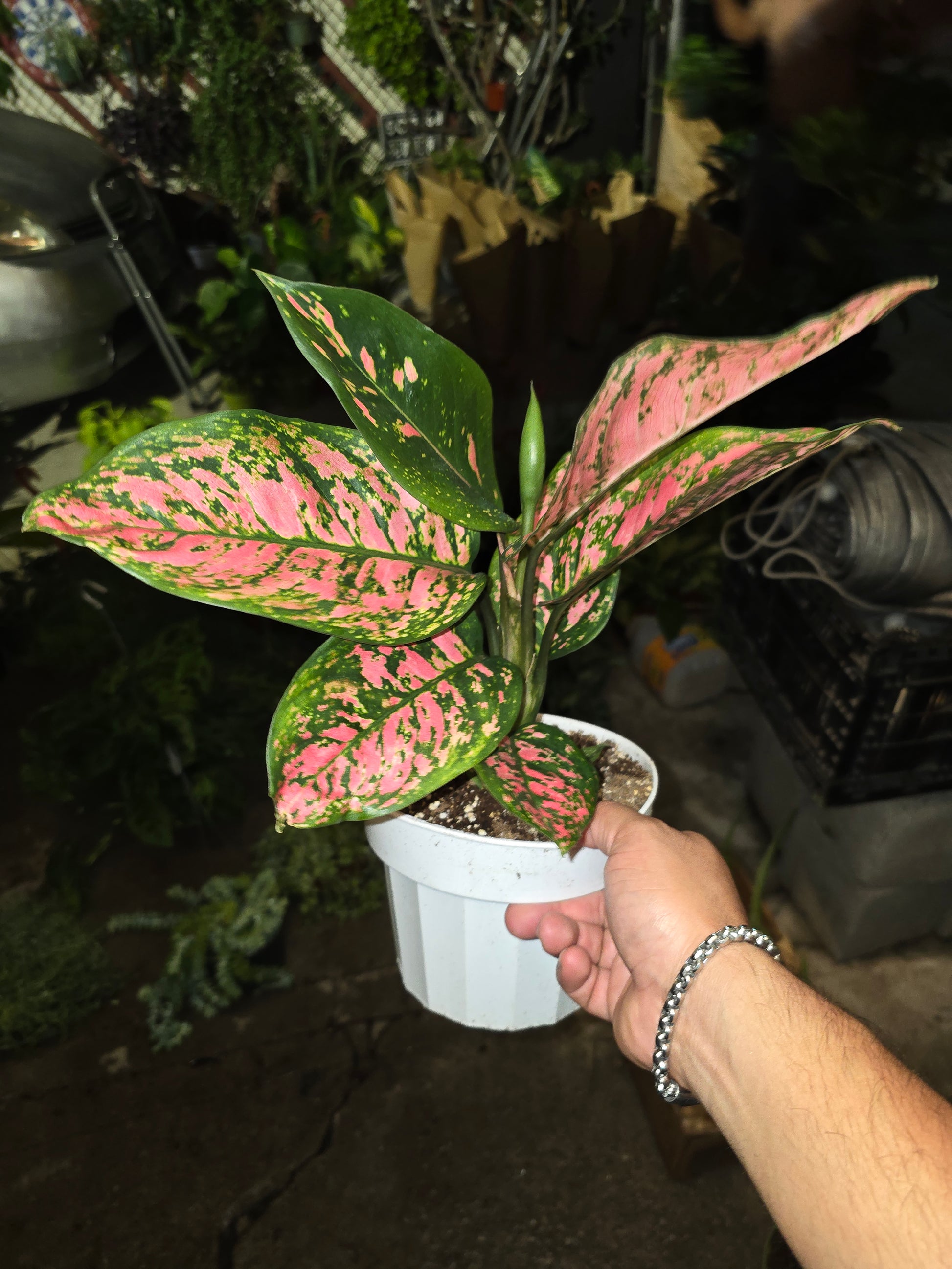 6 inch Pot - Pink Plant Live Aglaonema Indoor Air Purifier Easy Care- Get similar - 🪴 Voelk Art & Plants Inc 🪴