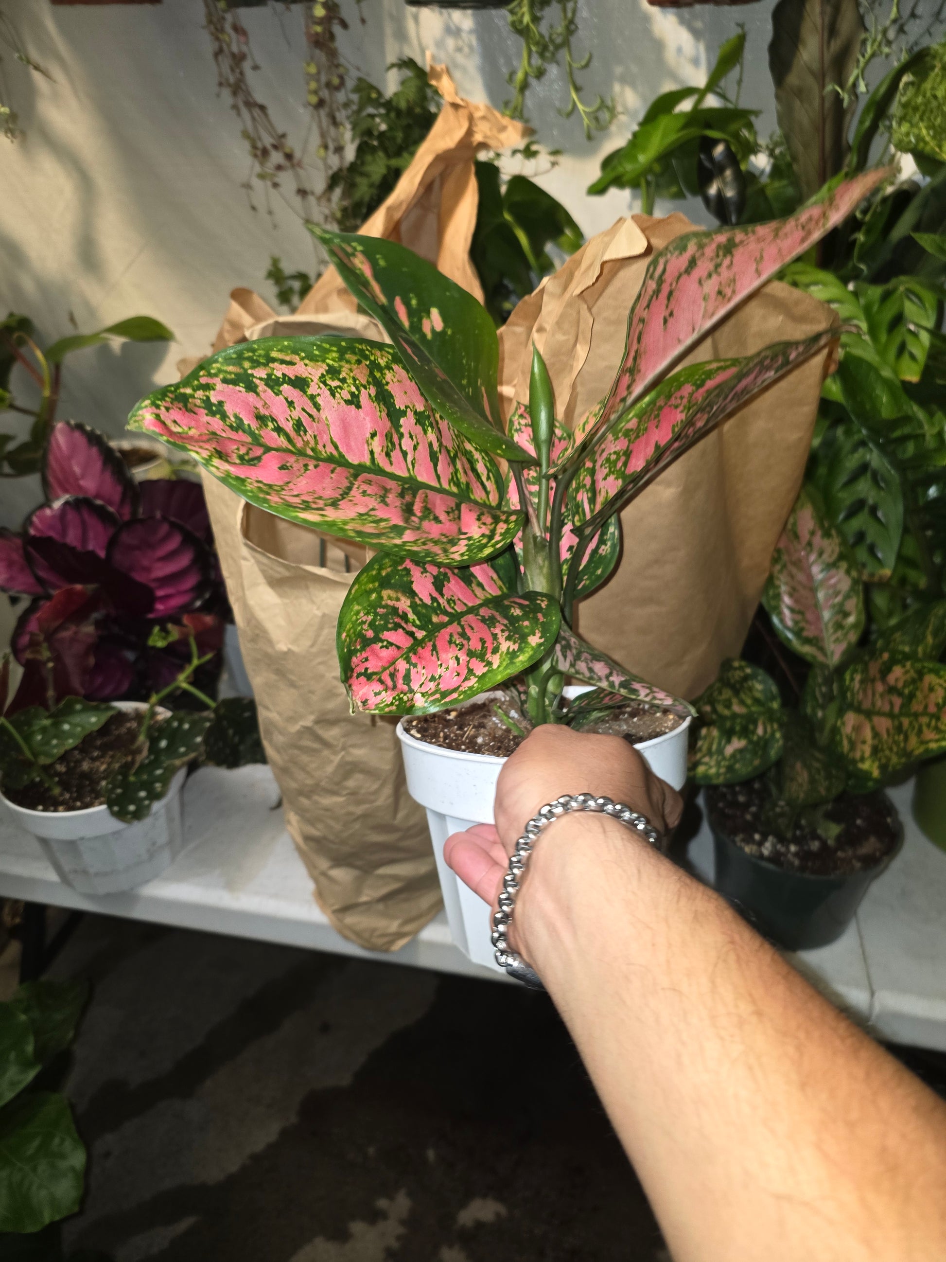 6 inch Pot - Pink Plant Live Aglaonema Indoor Air Purifier Easy Care- Get similar - 🪴 Voelk Art & Plants Inc 🪴