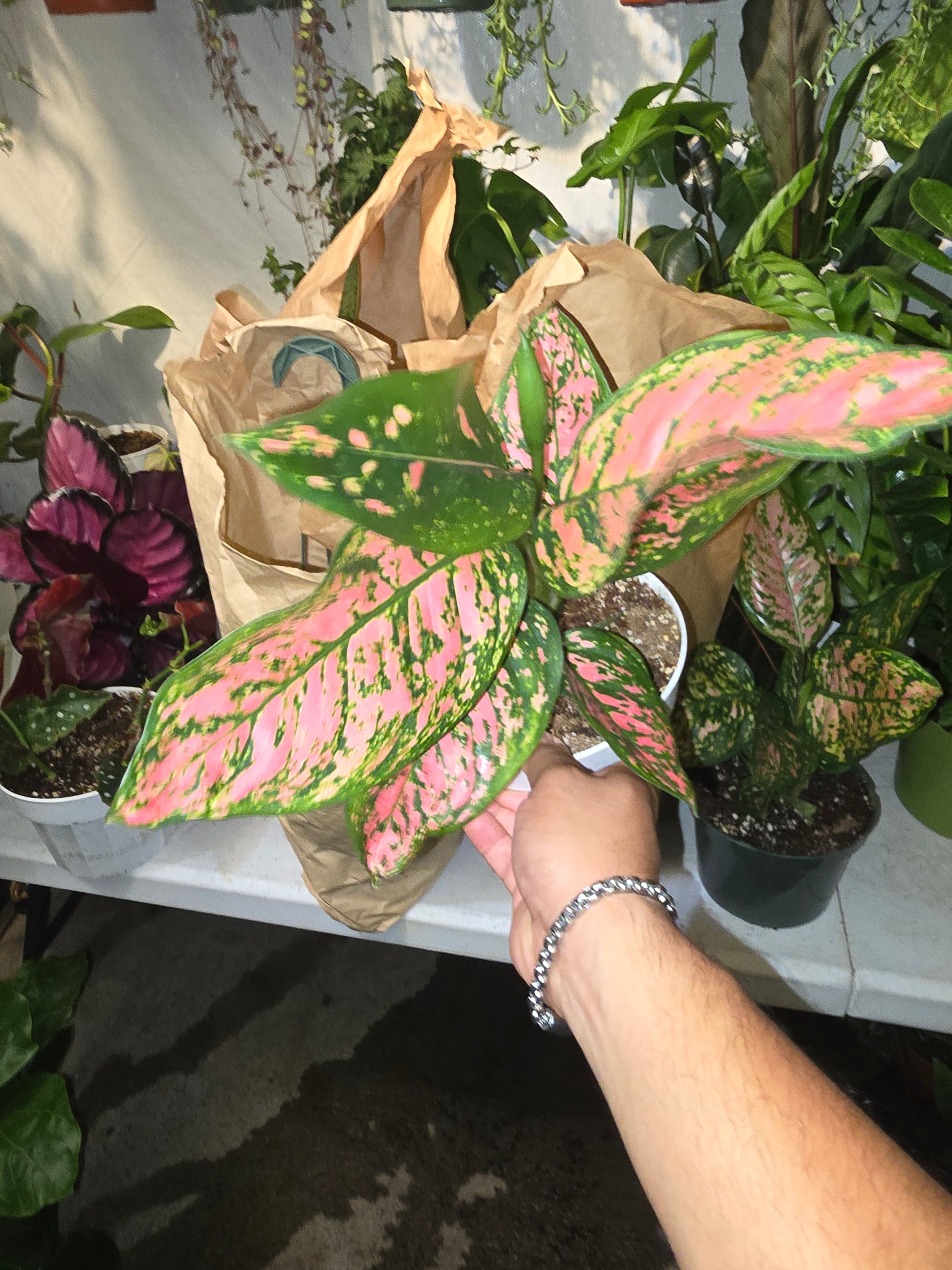 6 inch Pot - Pink Plant Live Aglaonema Indoor Air Purifier Easy Care- Get similar - 🪴 Voelk Art & Plants Inc 🪴