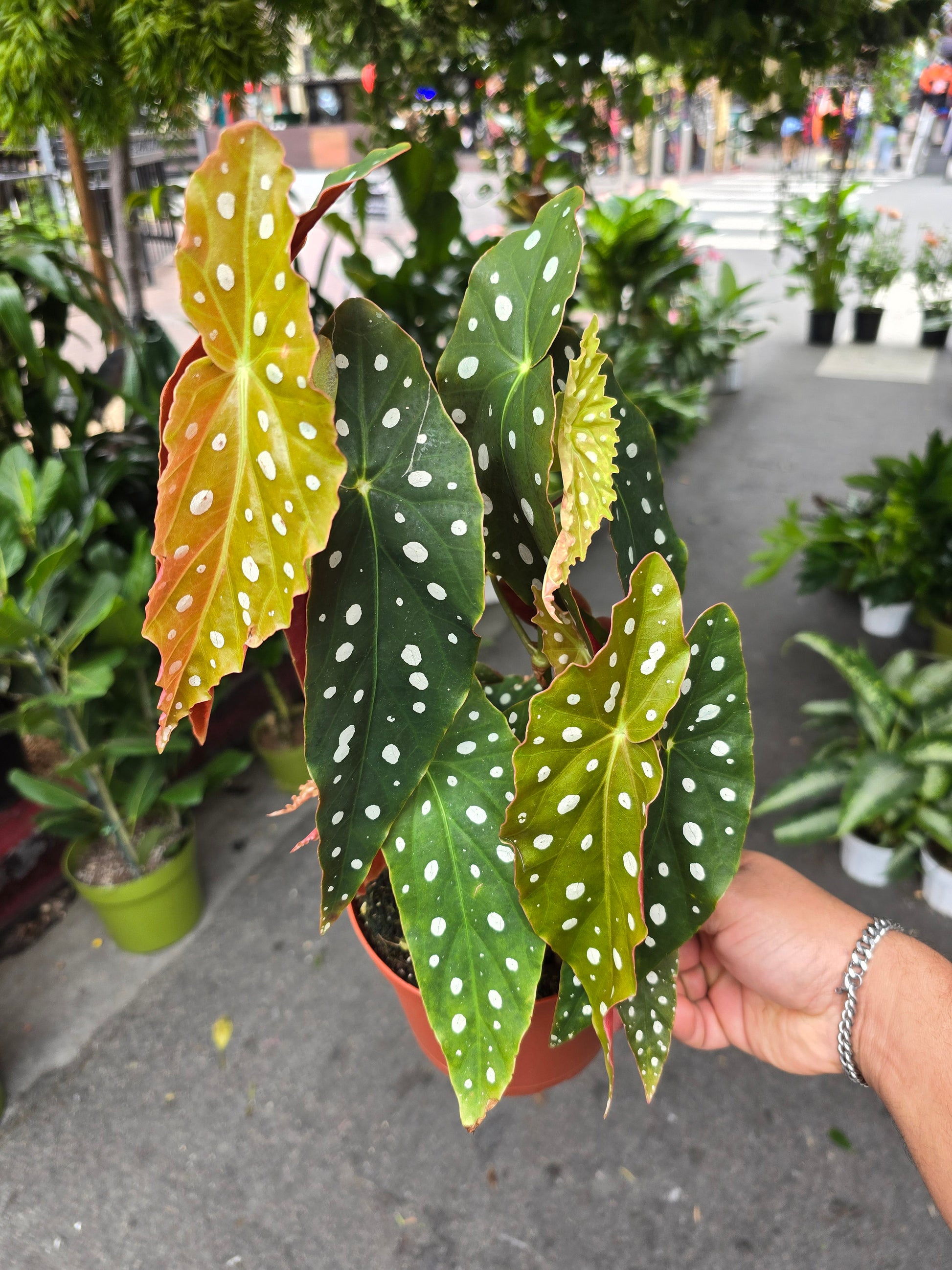 indoor begonia plant 6 inch Pot- Polka Dot Begonia, Begonia Maculata Wightii 1-1.5 ft. Tall indoor plant Easy care- Get similar to picture