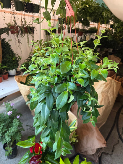 6 inch pot -Premium Goldfish Plant,(Nematanthus ‘Shady Lady Marlene) super green shiny color, Indoor outdoor - Get similar to the picture - 🪴 Voelk Art & Plants Inc 🪴