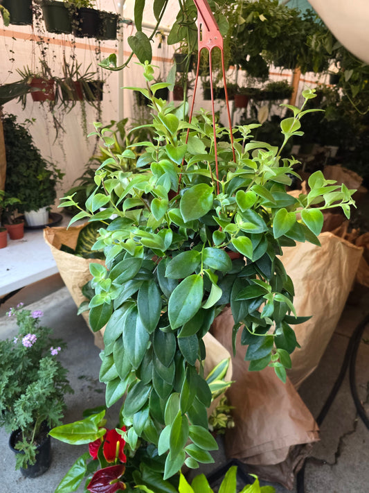 6 inch pot -Premium Goldfish Plant,(Nematanthus ‘Shady Lady Marlene) super green shiny color, Indoor outdoor - Get similar to the picture - 🪴 Voelk Art & Plants Inc 🪴