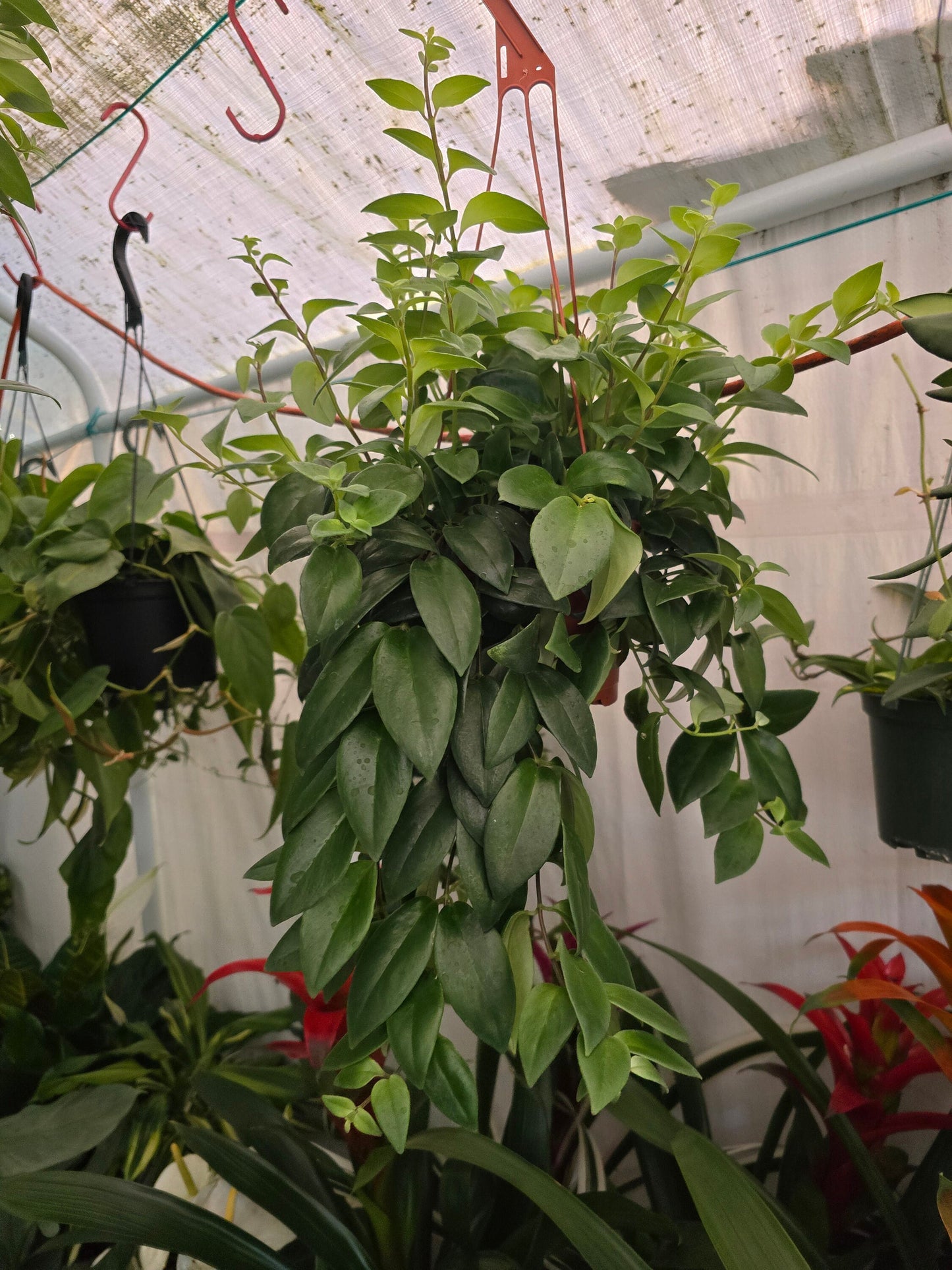 6 inch pot -Premium Goldfish Plant,(Nematanthus ‘Shady Lady Marlene) super green shiny color, Indoor outdoor - Get similar to the picture - 🪴 Voelk Art & Plants Inc 🪴
