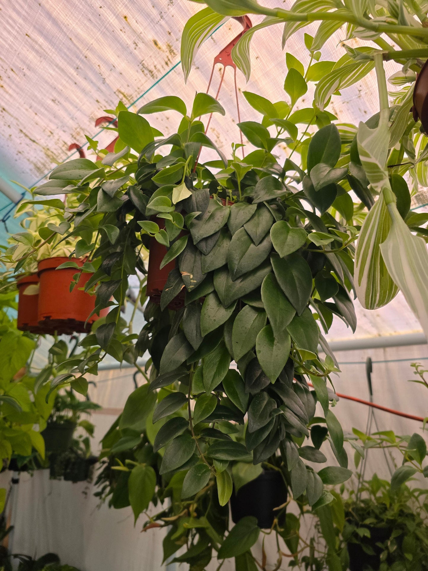 6 inch pot -Premium Goldfish Plant,(Nematanthus ‘Shady Lady Marlene) super green shiny color, Indoor outdoor - Get similar to the picture - 🪴 Voelk Art & Plants Inc 🪴