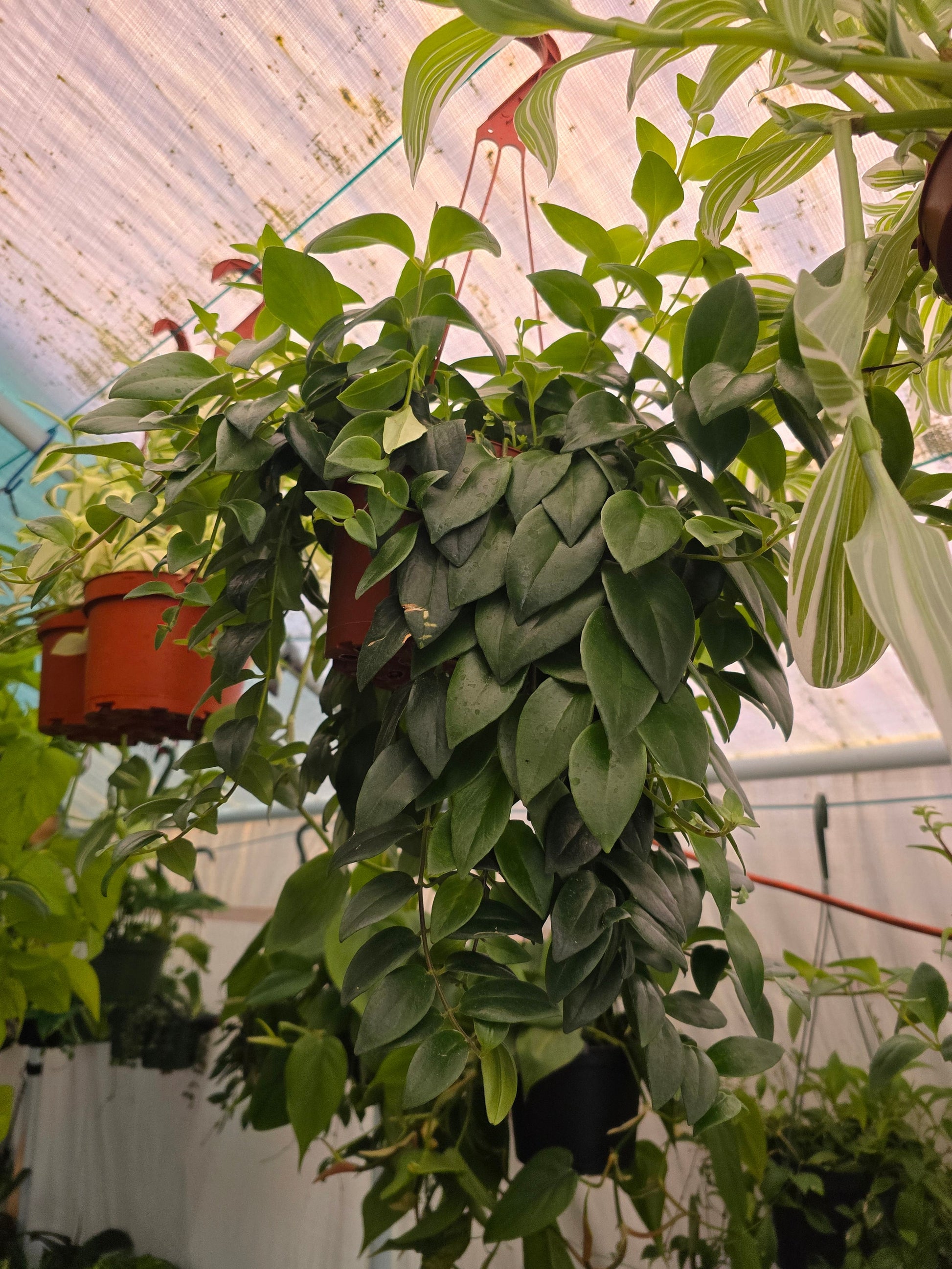 6 inch pot -Premium Goldfish Plant,(Nematanthus ‘Shady Lady Marlene) super green shiny color, Indoor outdoor - Get similar to the picture - 🪴 Voelk Art & Plants Inc 🪴