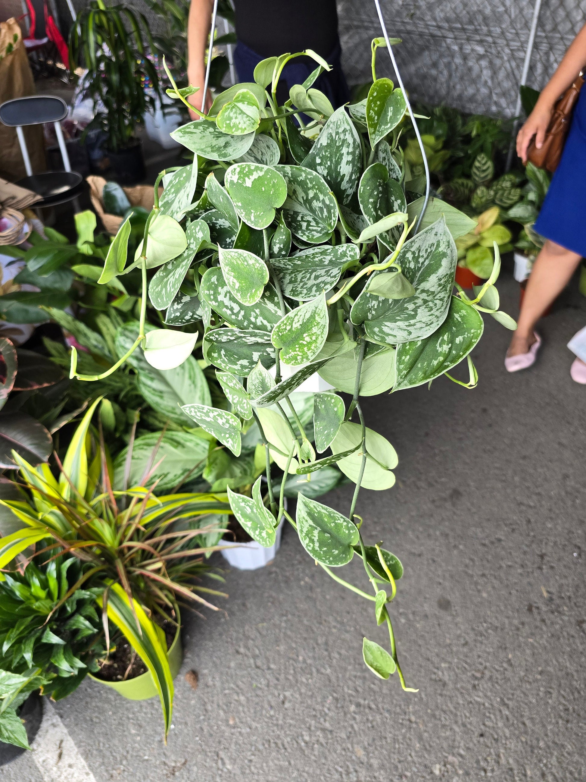 live pothos voelk-art-plants-house-plants-default-title-6-inch-pot-silver-splash-pothos- live-scindapsus-pictus-exotica-silver-satin-hanging-plant-air-purifier-get-one-